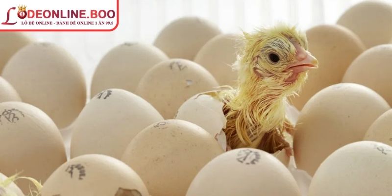 Lưu ý quan trọng về chiêm bao mơ thấy trứng nở đánh con gì